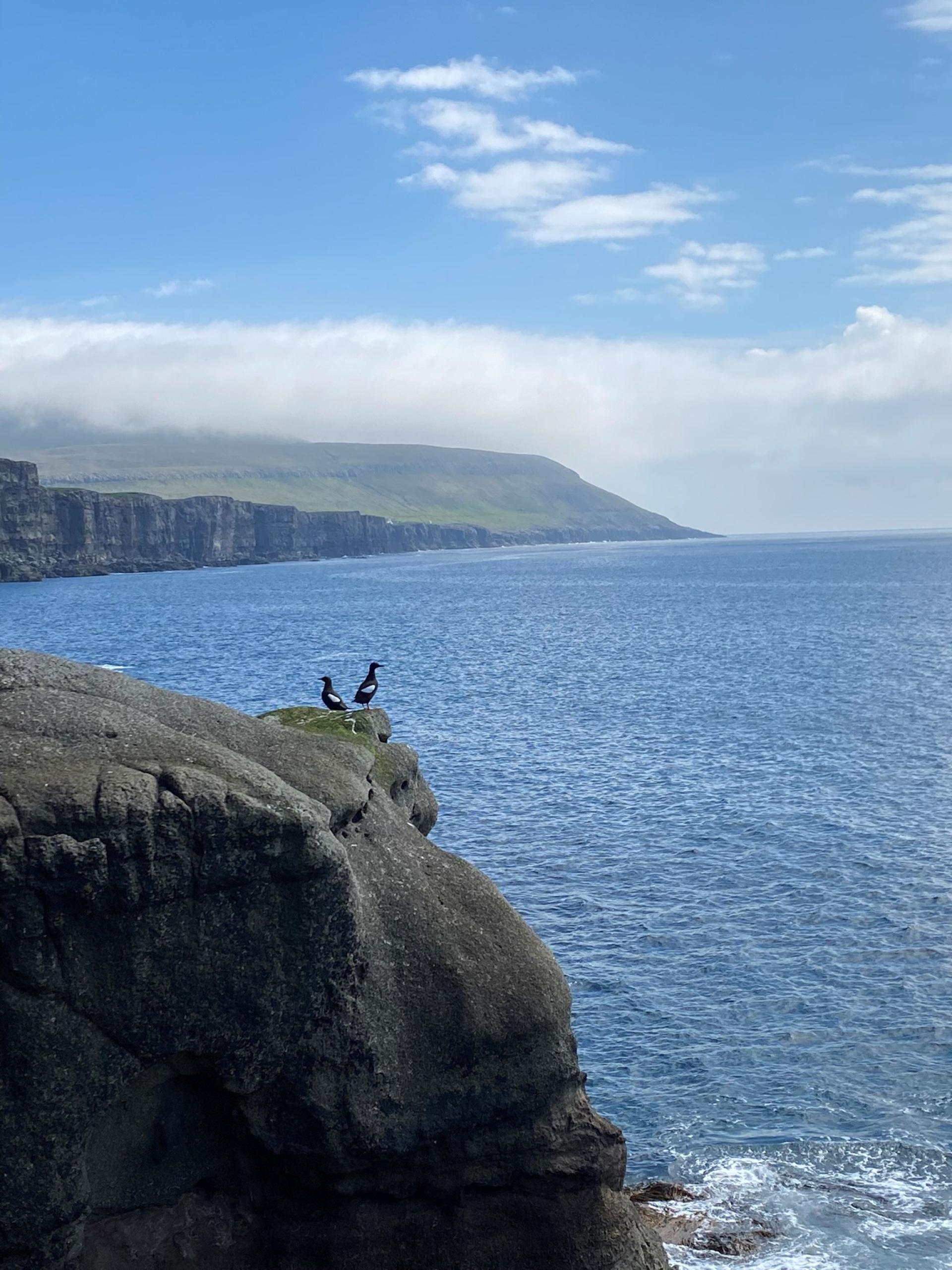 Black Guillemots resting on a rock outside Líðargjógv