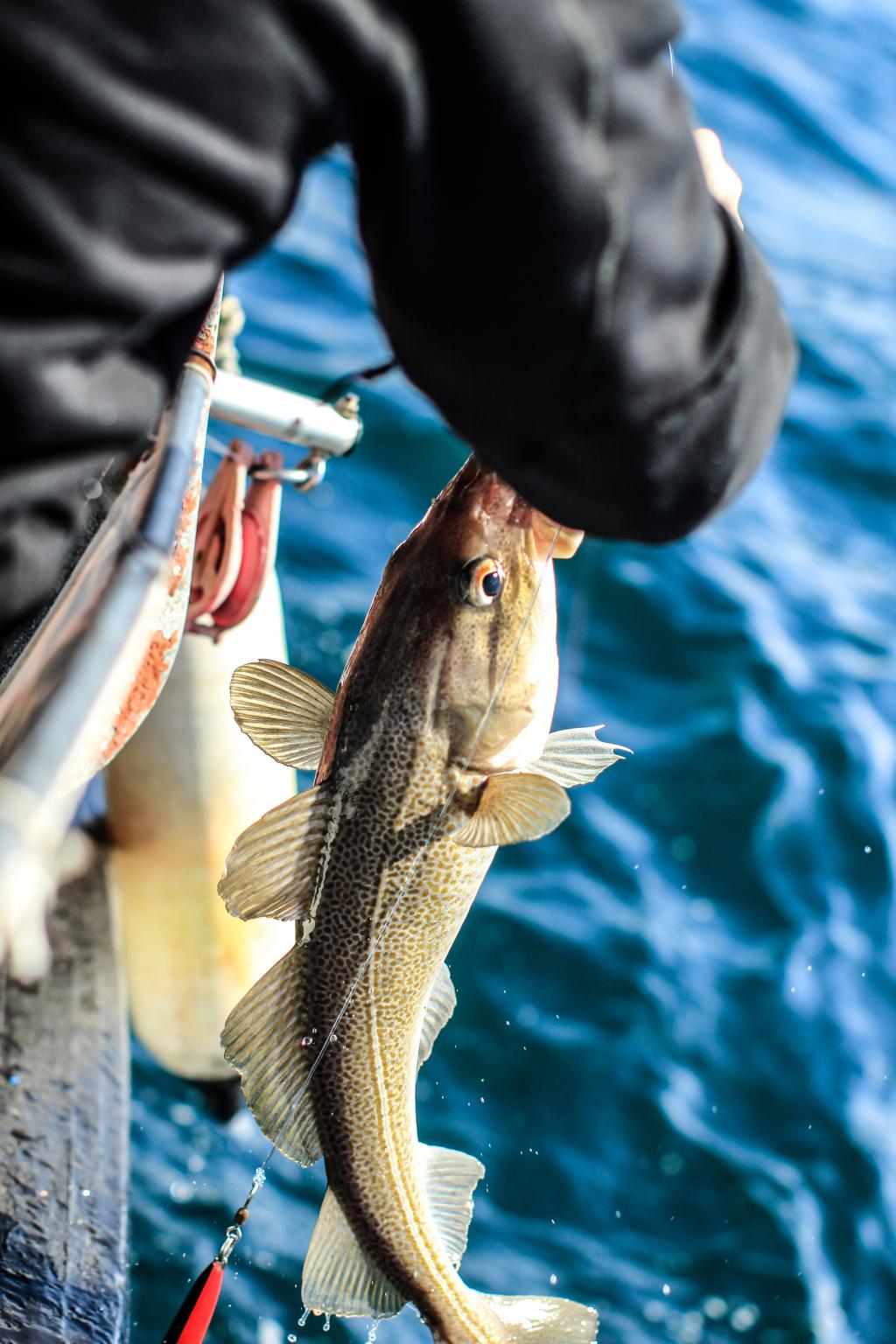 Cod fish sandoy fishing