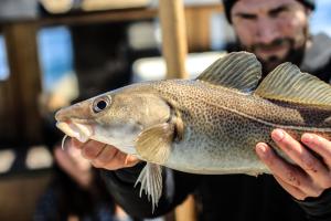 Fish cod fishing