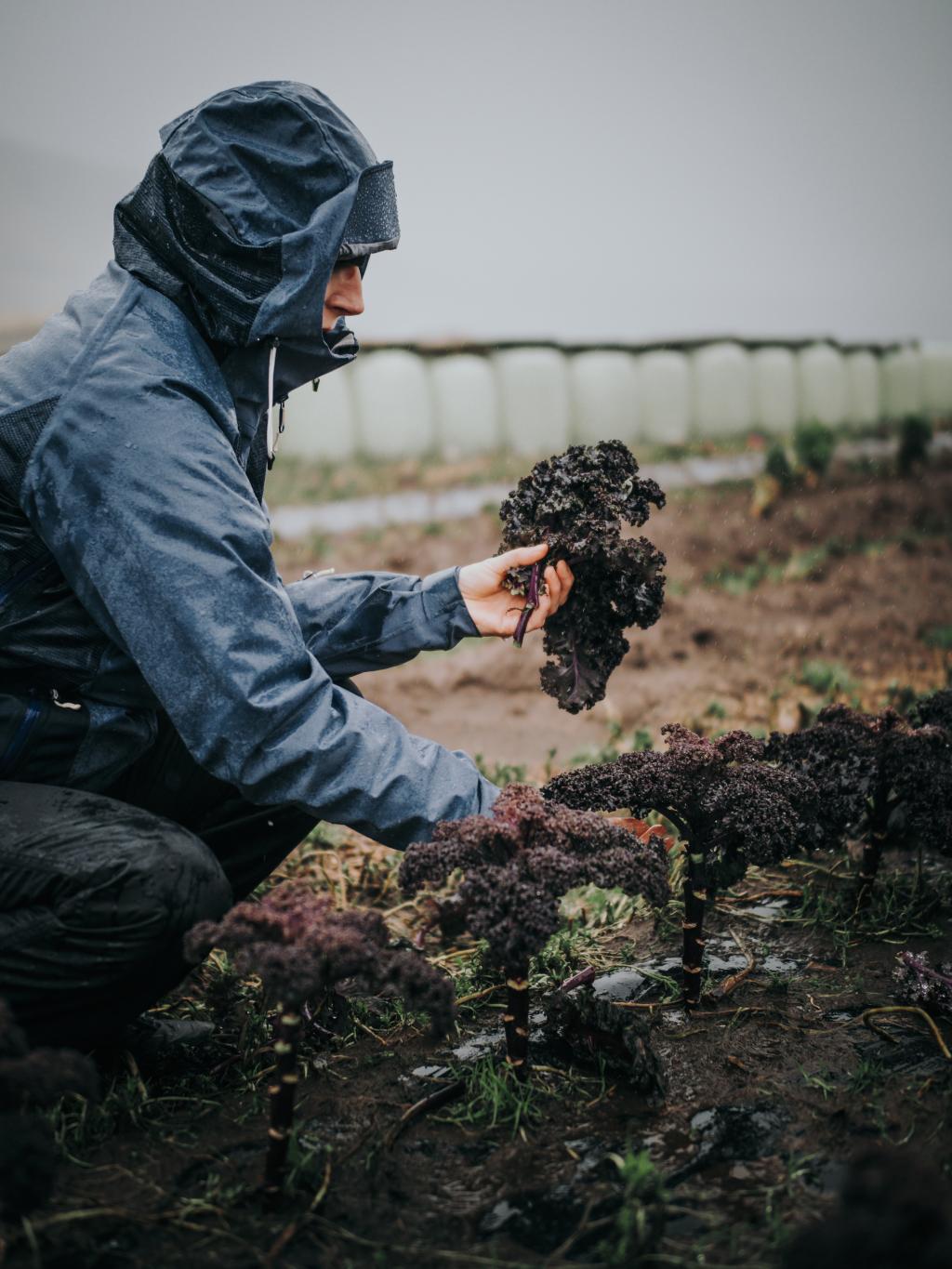 vegetable farming sandoy faroe islands