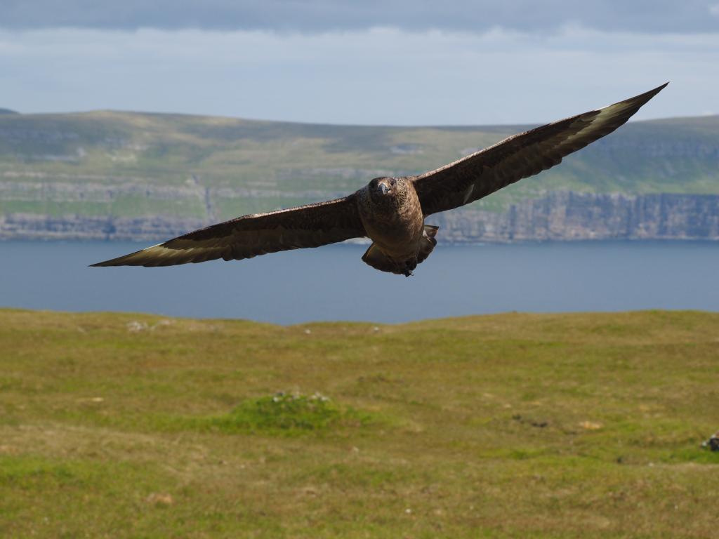 Great Skua on Skúvoy. Photo: Silas Olofson