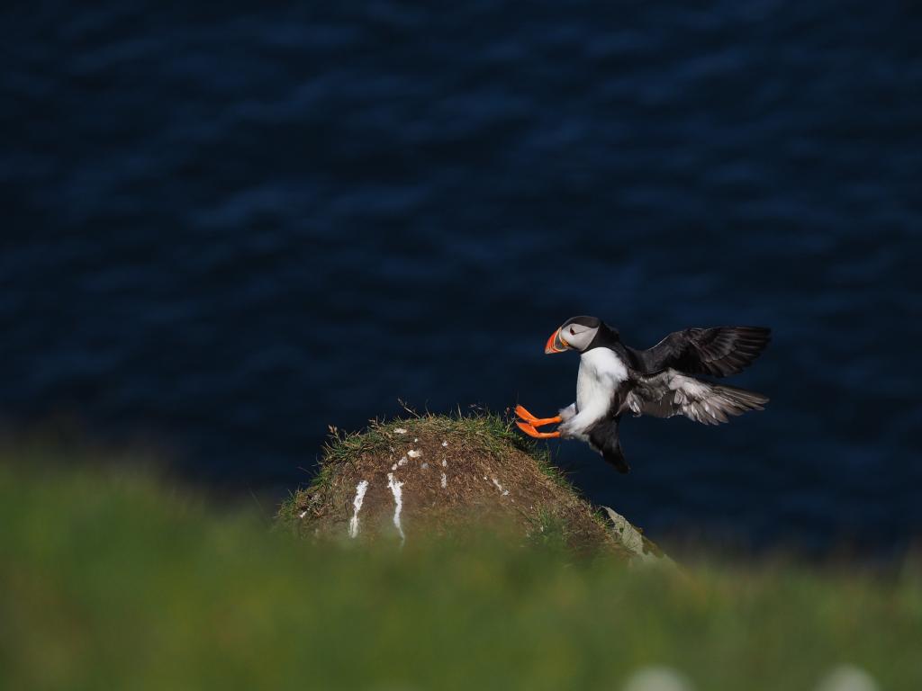 Puffin on the Faroe Islands. Photo:  Silas Olofson